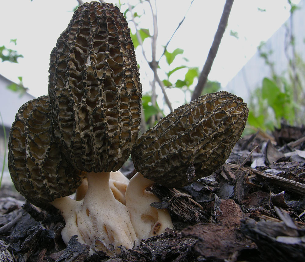 Morchella conica var.costata.